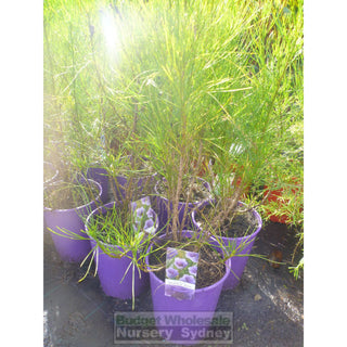 Alyogyne Hakeifolia Shelby Ann Native Hibiscus 200Mm Default Type
