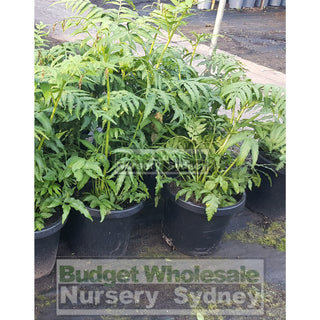 Angiopteris Evecta (King Fern) 300Mm Pots / 25L Default Type