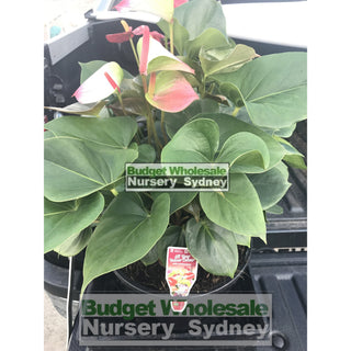 Anthurium Large 250Mm Pot Indoor House Plant Default Type