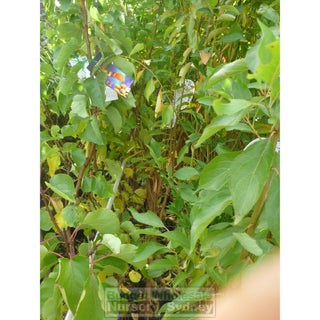 Apricot Tree Fireball 4Ltr Default Type