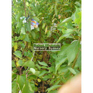 Apricot Tree Fireball 4Ltr Default Type