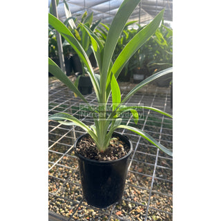 Arthropodium Matapouri Bay 140Mm Pots