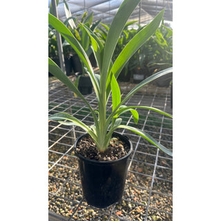 Arthropodium Matapouri Bay 140Mm Pots