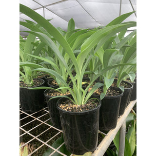 Arthropodium Matapouri Bay 140Mm Pots