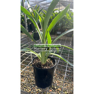 Arthropodium Matapouri Bay 140Mm Pots