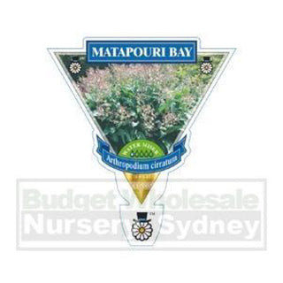 Arthropodium Matapouri Bay 140Mm Pots