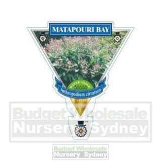 Arthropodium Matapouri Bay 140Mm Pots