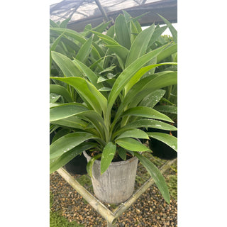 Arthropodium Matapouri Bay 200Mm Pots