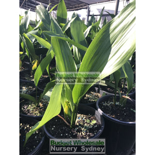 Aspidistra Elatior - Cast Iron Plant 200Mm Default Type