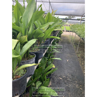 Aspidistra Elatior - Cast Iron Plant 200Mm Default Type