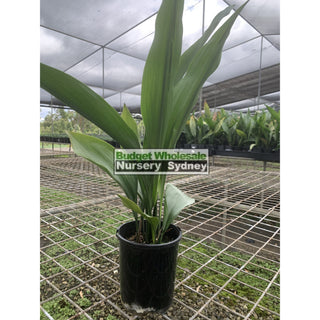Aspidistra Elatior - Cast Iron Plant 140Mm Default Type