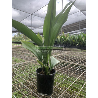 Aspidistra Elatior - Cast Iron Plant 140Mm Default Type