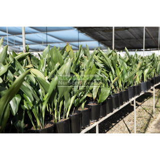 Aspidistra Elatior - Cast Iron Plant 200Mm Default Type