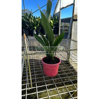 Aspidistra Elatior - Cast Iron Plant 200Mm Default Type