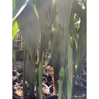 Aspidistra Elatior - Cast Iron Plant 200Mm Default Type