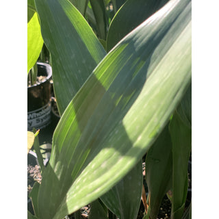 Aspidistra Elatior - Cast Iron Plant 200Mm Default Type