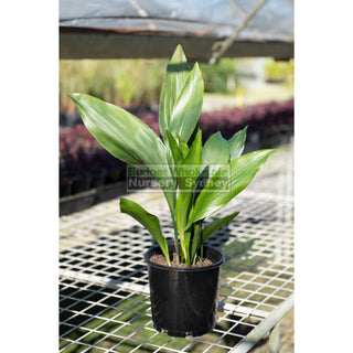 Aspidistra Elatior - Cast Iron Plant 200Mm Default Type