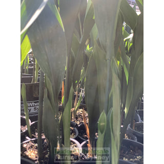 Aspidistra Elatior - Cast Iron Plant 200Mm Default Type