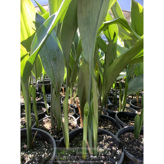 Aspidistra Elatior - Cast Iron Plant 200Mm Default Type