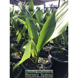 Aspidistra Elatior - Cast Iron Plant 200Mm Default Type