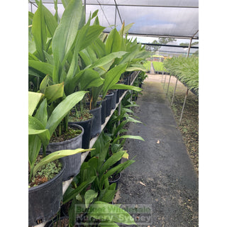 Aspidistra Elatior - Cast Iron Plant 200Mm Default Type