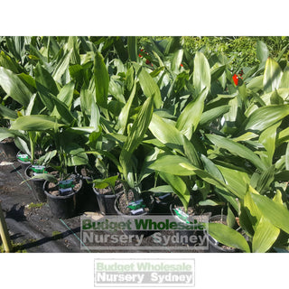 Aspidistra Elatior - Cast Iron Plant 200Mm Default Type