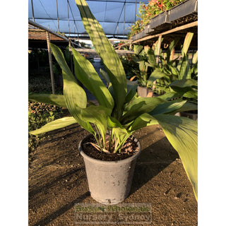 Aspidistra Elatior - Cast Iron Plant Large 250Mm Pot Default Type
