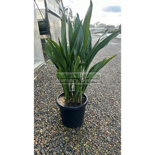 Aspidistra Elatior - Cast Iron Plant Xlarge 300Mm Pot Default Type