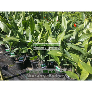 Aspidistra Elatior - Cast Iron Plant 200Mm Default Type