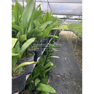 Aspidistra Elatior - Cast Iron Plant 200Mm Default Type