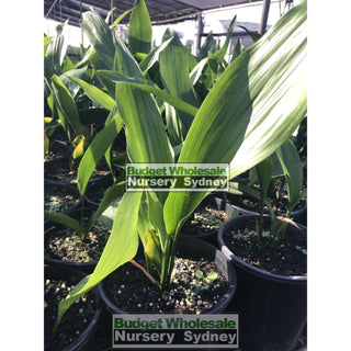 Aspidistra Elatior - Cast Iron Plant 200Mm Default Type