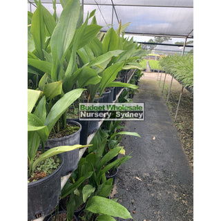 Aspidistra Elatior - Cast Iron Plant 200Mm Default Type