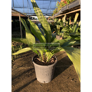 Aspidistra Elatior - Cast Iron Plant Large 250Mm Pot Default Type