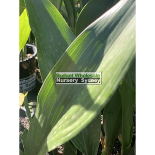 Aspidistra Elatior - Cast Iron Plant 200Mm Default Type