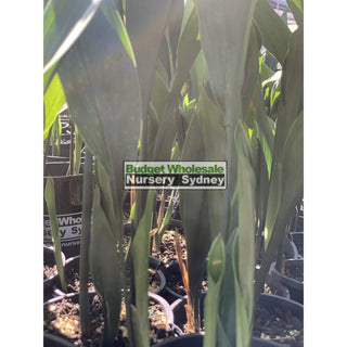 Aspidistra Elatior - Cast Iron Plant 200Mm Default Type