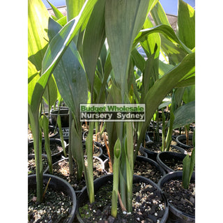 Aspidistra Elatior - Cast Iron Plant 200Mm Default Type