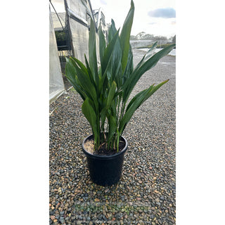 Aspidistra Elatior - Cast Iron Plant Xlarge 300Mm Pot Default Type