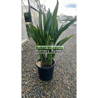 Aspidistra Elatior - Cast Iron Plant Xlarge 300Mm Pot Default Type