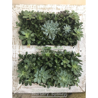 Assorted Succulent Plants In Frame Large - 700Mm X 600Mm Living Wall Picture Default Type