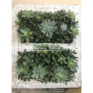 Assorted Succulent Plants In Frame Large - 700Mm X 600Mm Living Wall Picture Default Type