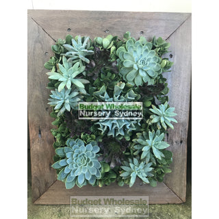 Assorted Succulent Plants In Frame Medium - 500Mm X 600Mm Living Wall Picture Default Type
