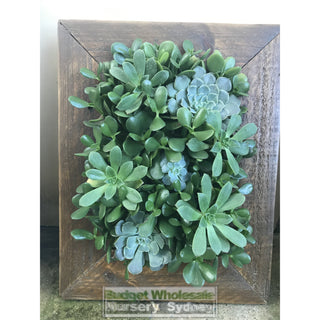 Assorted Succulent Plants In Frame Small - 400Mm X 500Mm Living Wall Picture Default Type