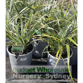 Astelia Nervosa (Silver Spear) 175Mm Pot Plants