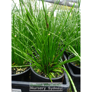 Autumn Crocus 125Mm Pots Colchicum Autumnale Default Type