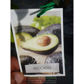 Avocado Tree Shepherd 5Ltr Default Type