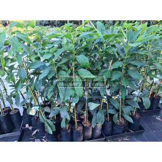 Avocado Tree 5Ltr Default Type