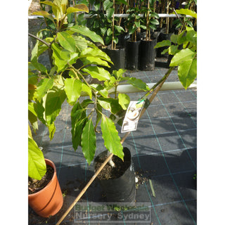 Avocado Tree Shepherd 5Ltr Default Type