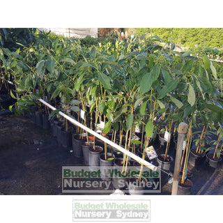 Avocado Tree Shepherd 5Ltr Default Type