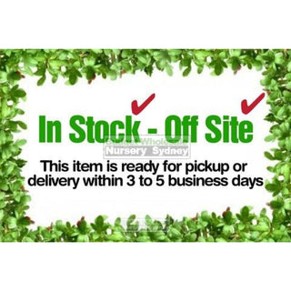 Avocado Tree Shepherd 5Ltr Default Type