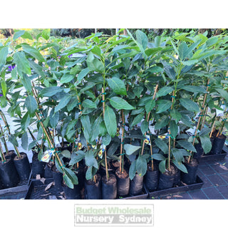 Avocado Tree 5Ltr Default Type